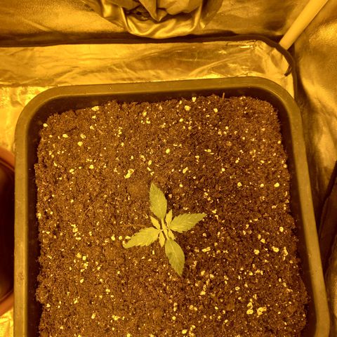 Génétique inconnue growlog timeline photo