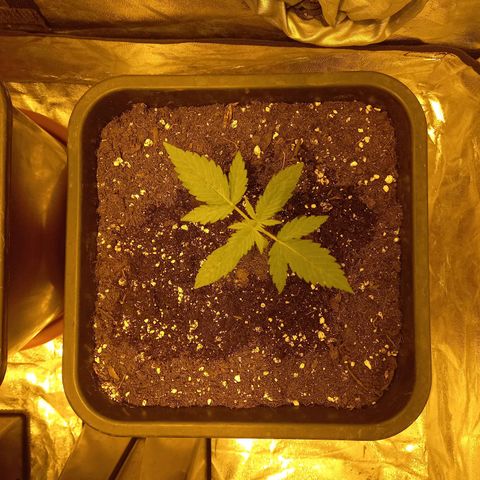 Génétique inconnue growlog timeline photo
