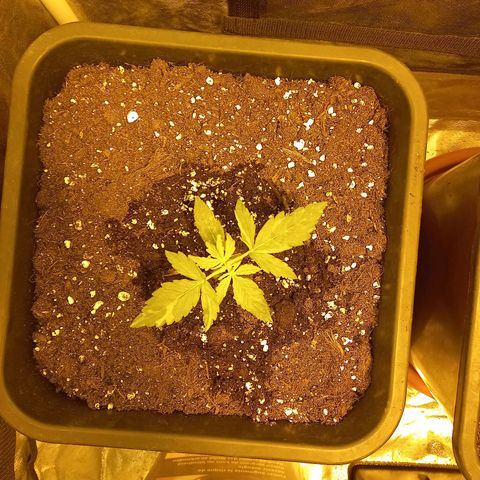 Génétique inconnue growlog timeline photo