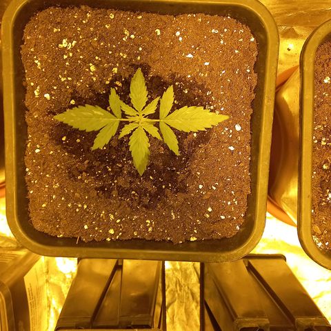 Génétique inconnue growlog timeline photo