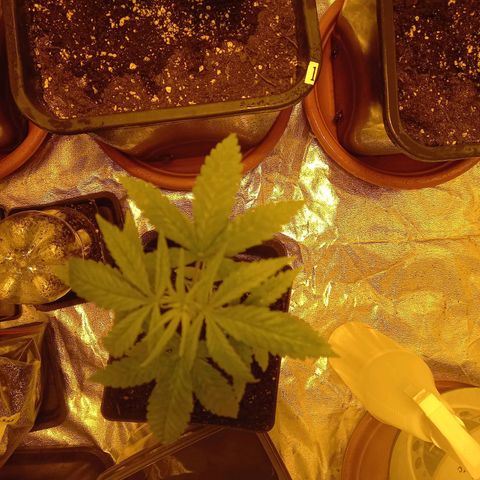 Génétique inconnue growlog timeline photo