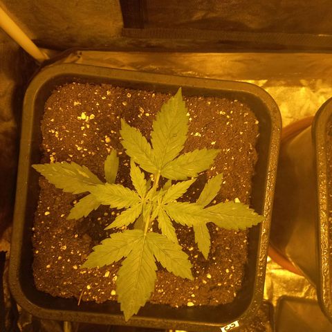 Génétique inconnue growlog timeline photo