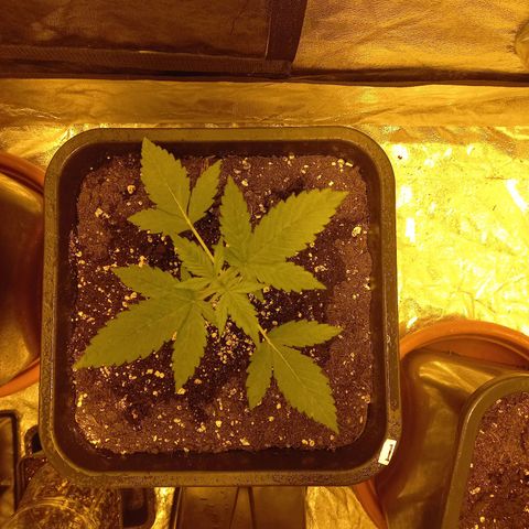 Génétique inconnue growlog timeline photo