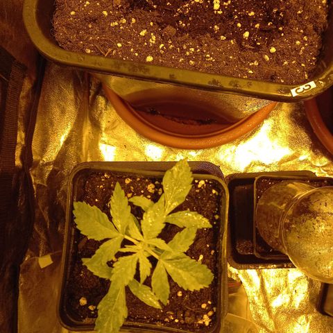 Génétique inconnue growlog timeline photo