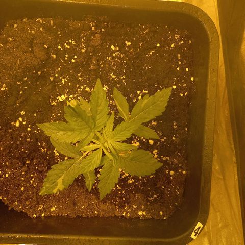 Génétique inconnue growlog timeline photo