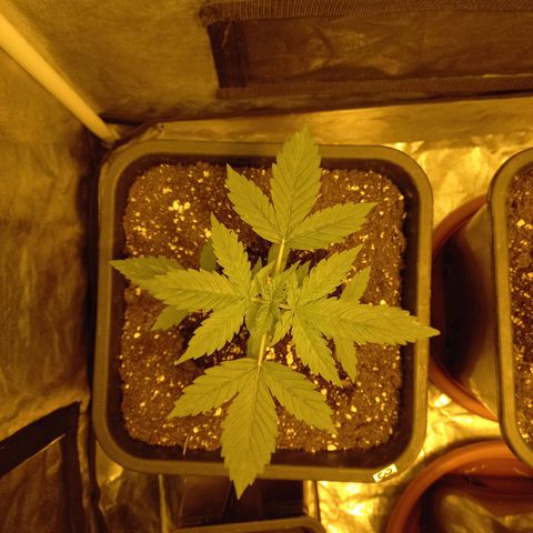 Génétique inconnue growlog timeline photo