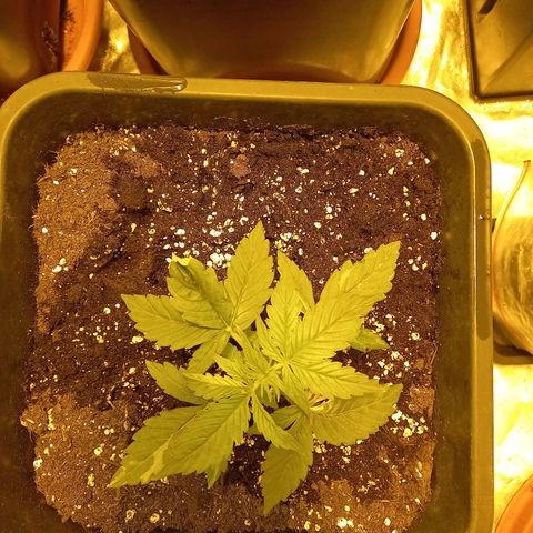 Génétique inconnue growlog timeline photo