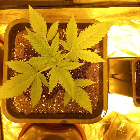 Génétique inconnue growlog timeline photo