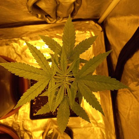 Génétique inconnue growlog timeline photo