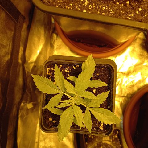 Génétique inconnue growlog timeline photo