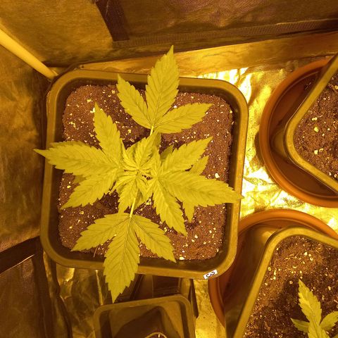 Génétique inconnue growlog timeline photo