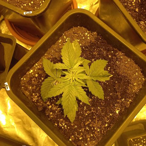 Génétique inconnue growlog timeline photo