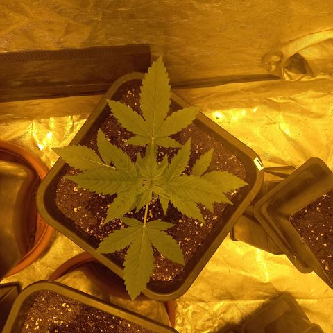 Génétique inconnue growlog timeline photo