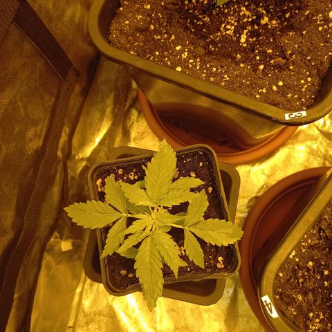 Génétique inconnue growlog timeline photo