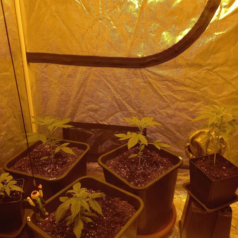 Génétique inconnue growlog timeline photo