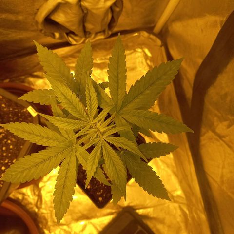 Génétique inconnue growlog timeline photo