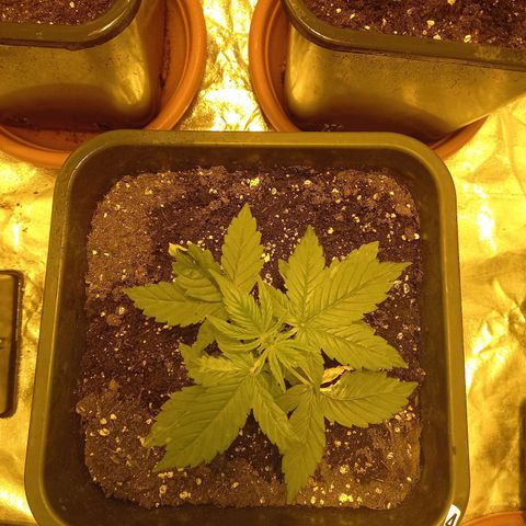 Génétique inconnue growlog timeline photo