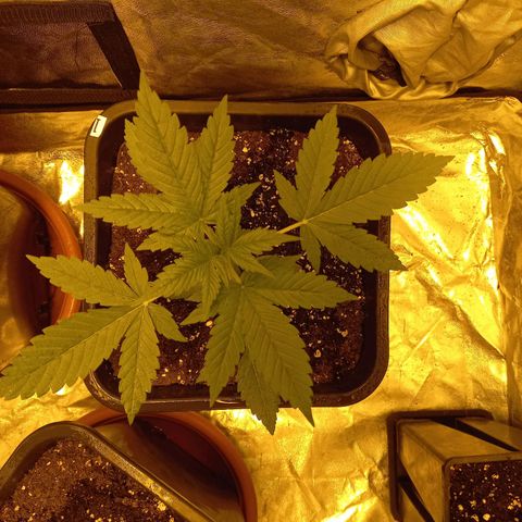 Génétique inconnue growlog timeline photo