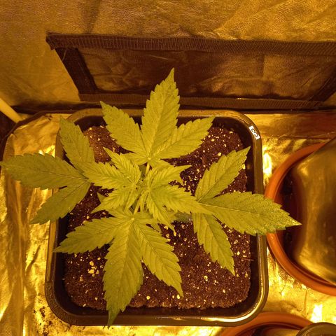 Génétique inconnue growlog timeline photo