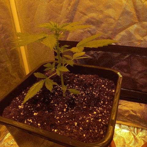Génétique inconnue growlog timeline photo