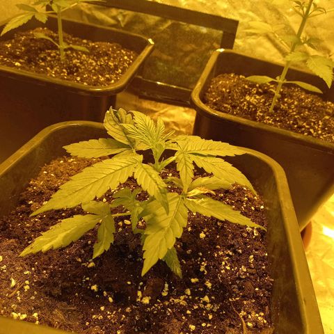 Génétique inconnue growlog timeline photo