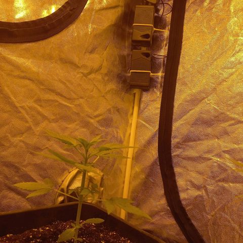 Génétique inconnue growlog timeline photo