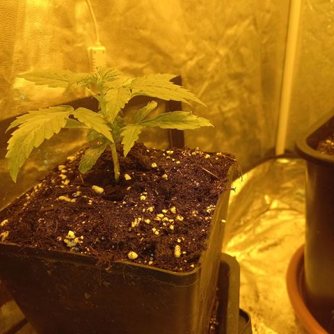 Génétique inconnue growlog timeline photo