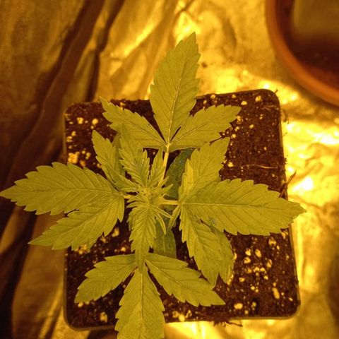 Génétique inconnue growlog timeline photo
