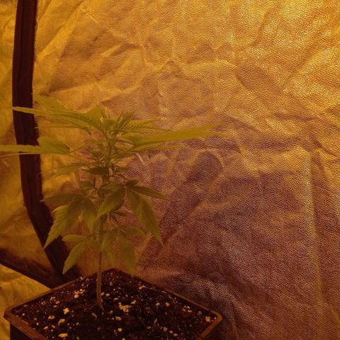 Génétique inconnue growlog timeline photo