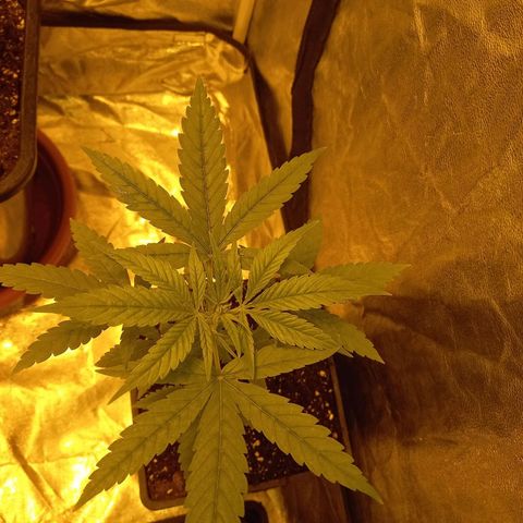 Génétique inconnue growlog timeline photo