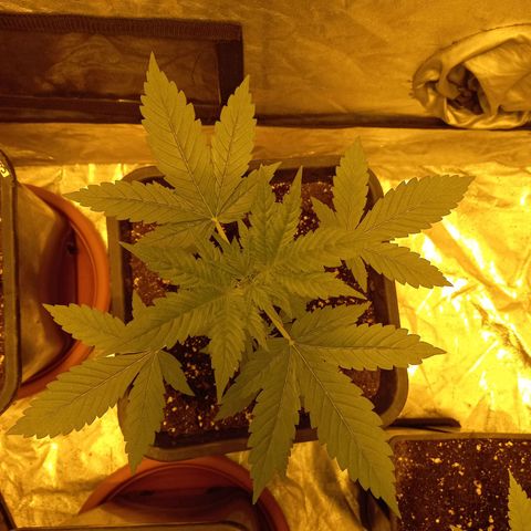 Génétique inconnue growlog timeline photo
