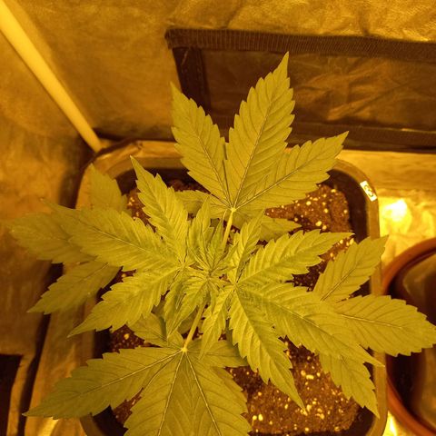 Génétique inconnue growlog timeline photo