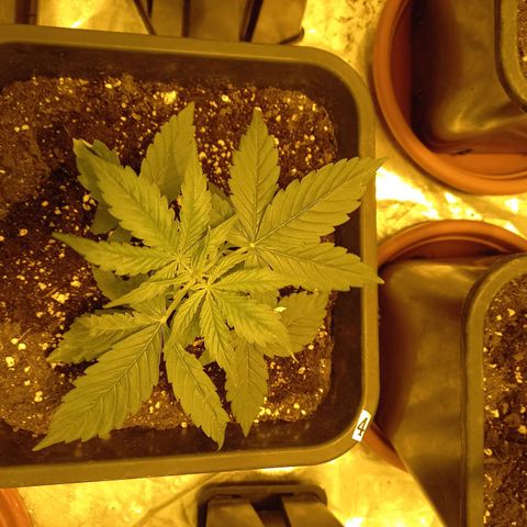 Génétique inconnue growlog timeline photo