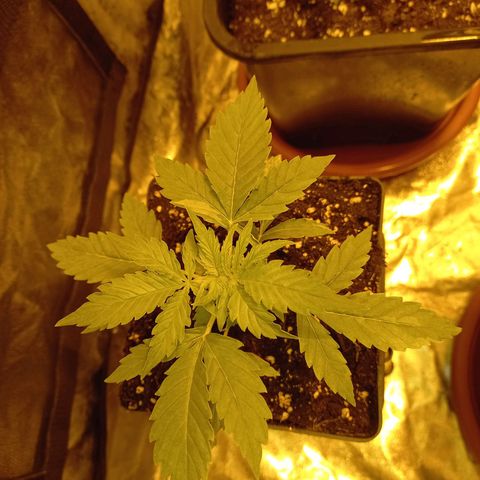 Génétique inconnue growlog timeline photo