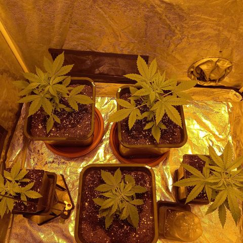 Génétique inconnue growlog timeline photo