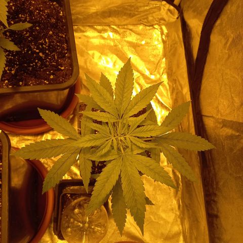 Génétique inconnue growlog timeline photo