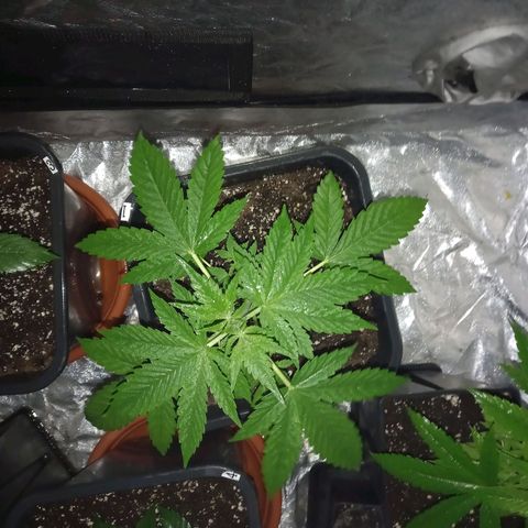 Génétique inconnue growlog timeline photo