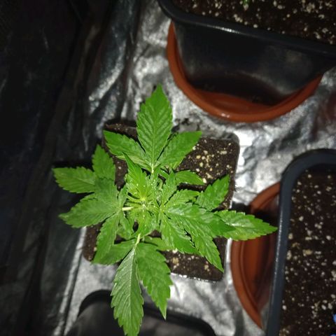 Génétique inconnue growlog timeline photo