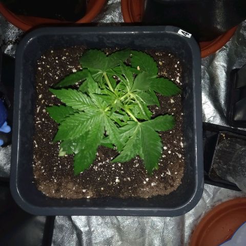 Génétique inconnue growlog timeline photo