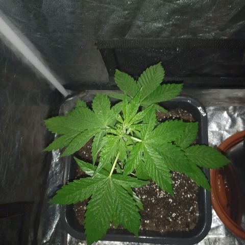 Génétique inconnue growlog timeline photo