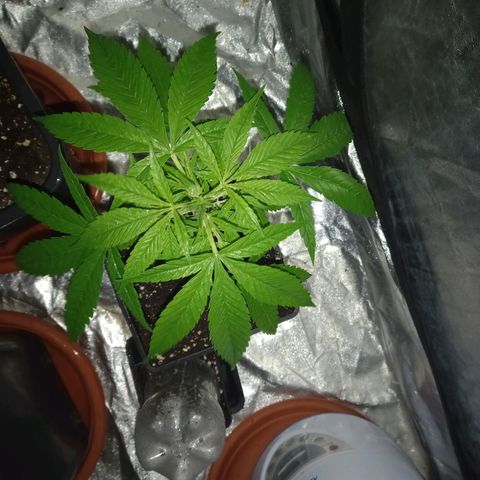 Génétique inconnue growlog timeline photo