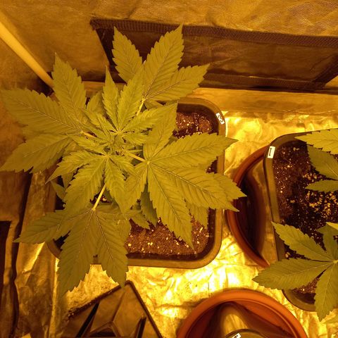 Génétique inconnue growlog timeline photo