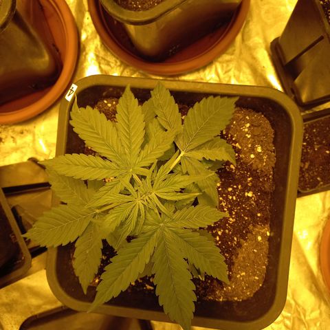 Génétique inconnue growlog timeline photo