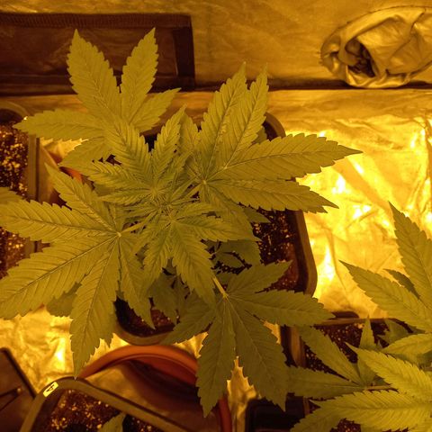 Génétique inconnue growlog timeline photo