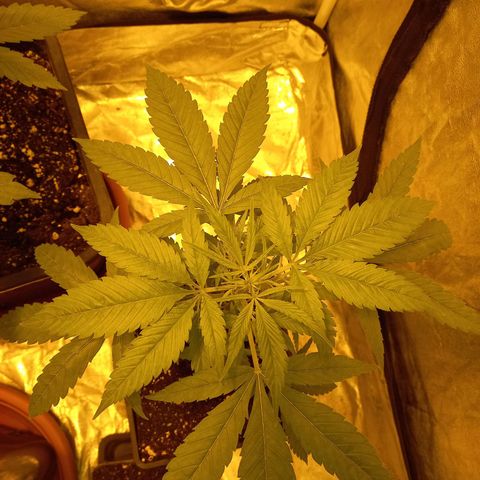 Génétique inconnue growlog timeline photo