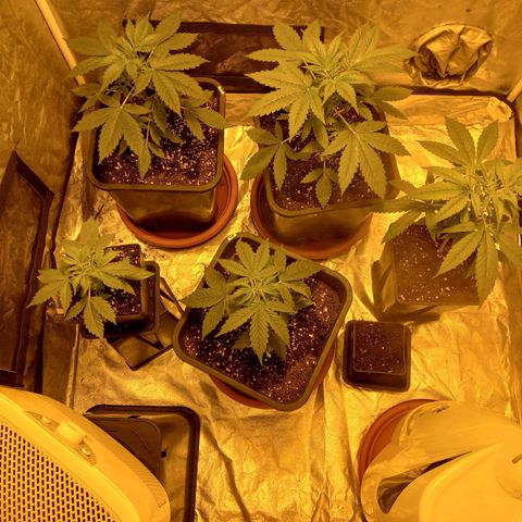 Génétique inconnue growlog timeline photo