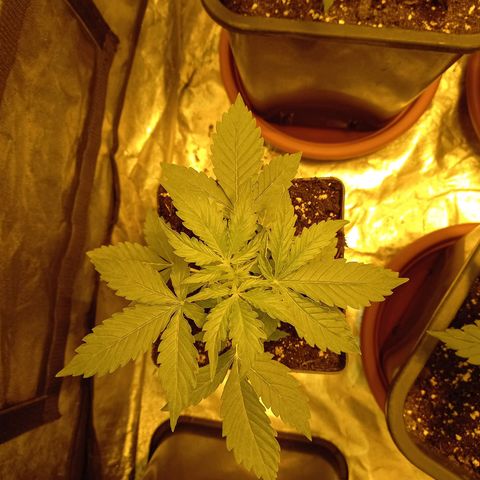 Génétique inconnue growlog timeline photo