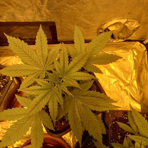 Génétique inconnue growlog timeline photo