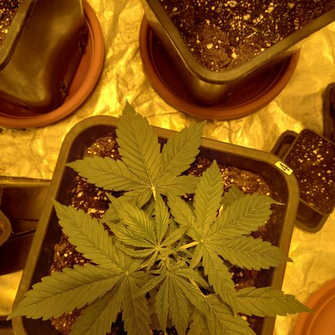 Génétique inconnue growlog timeline photo