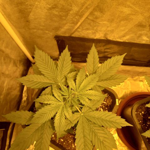 Génétique inconnue growlog timeline photo